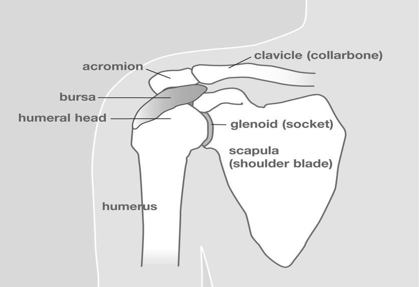 Shoulder Anatomy.jpg